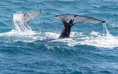A Guide To The Garden Route