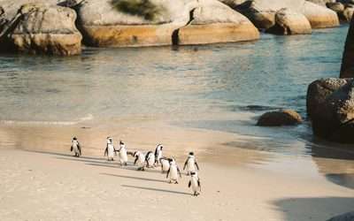 Beaches To Visit in South Africa 2026