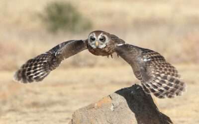 Best Birding Spots in South Africa