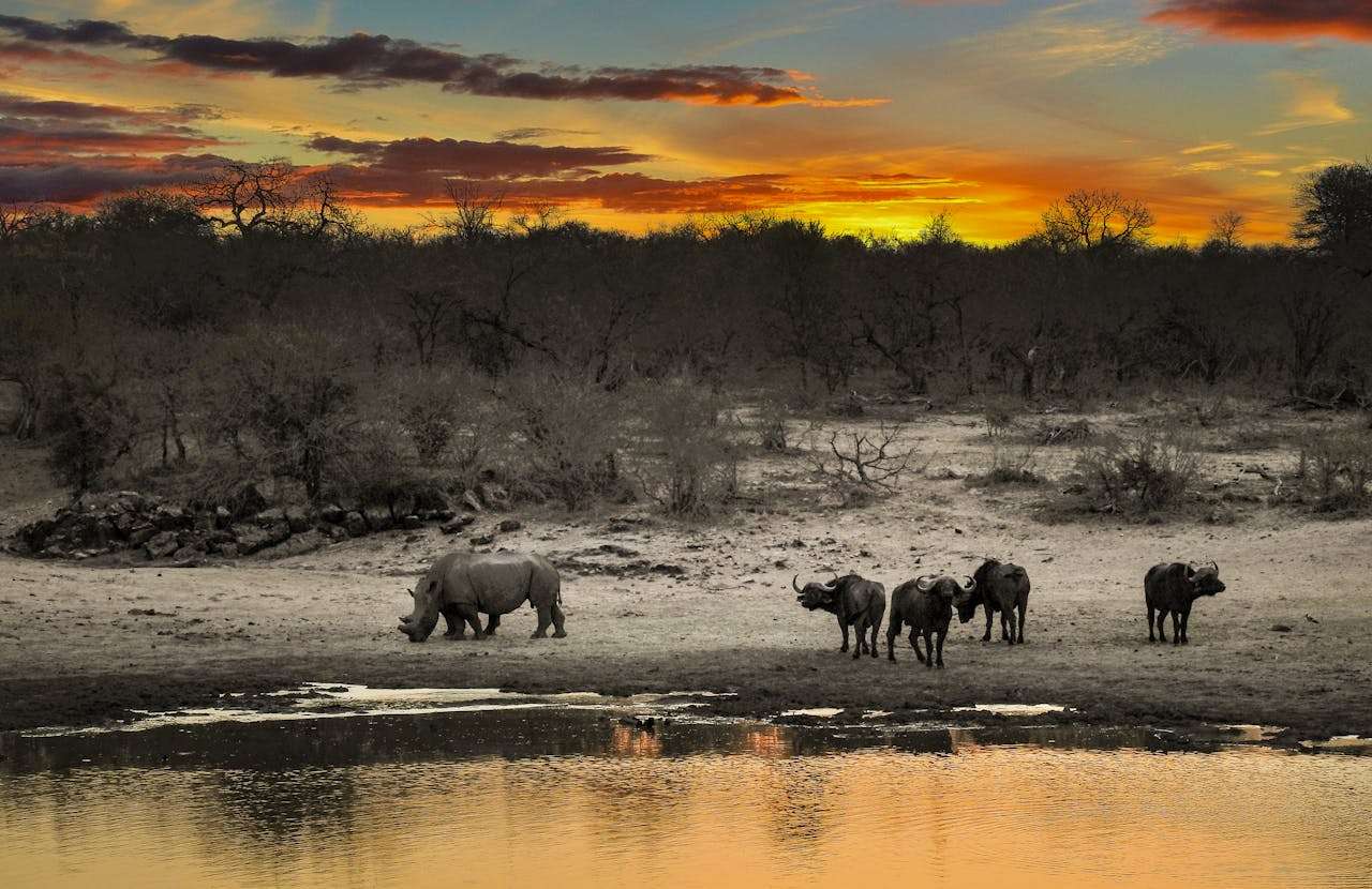 Best Safari Destinations In South Africa 1