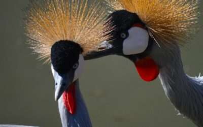 Exotic Birds Birding Destinations