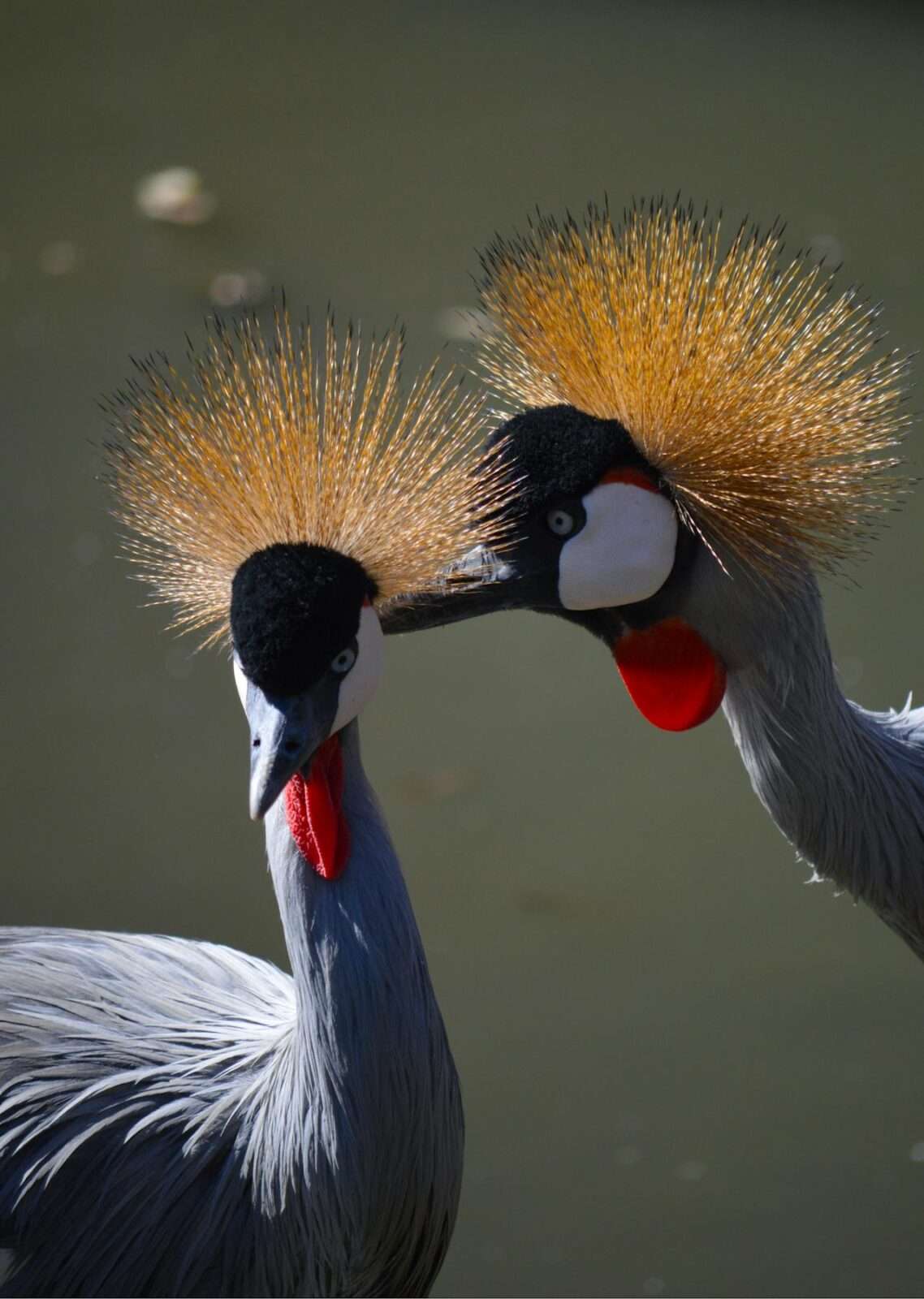 Exotic Birds Birding Destinations - Grey Crowned Birds - South Africa